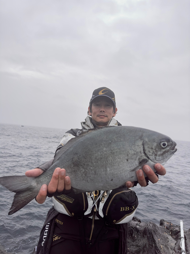 イスズミの釣果