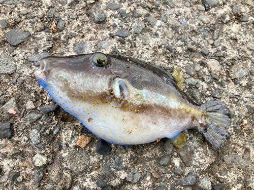 キタマクラの釣果