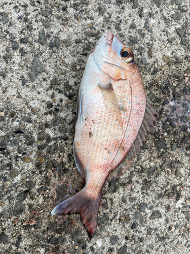 マダイの釣果