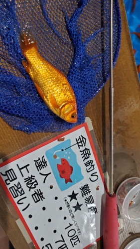 フナの釣果