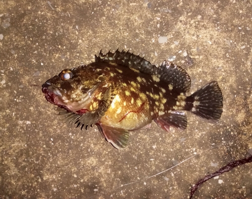 カサゴの釣果