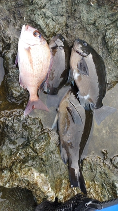 クロの釣果