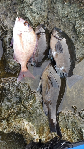 クロの釣果