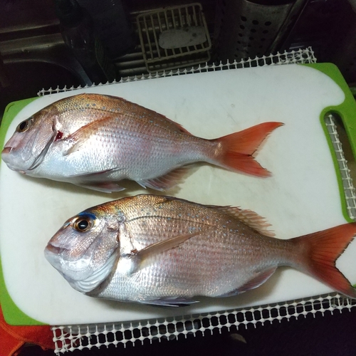 マダイの釣果