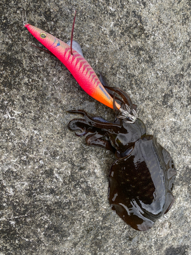 アオリイカの釣果