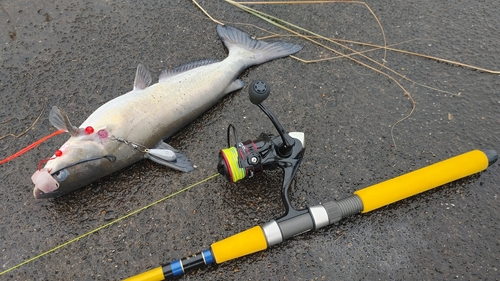 アメリカナマズの釣果