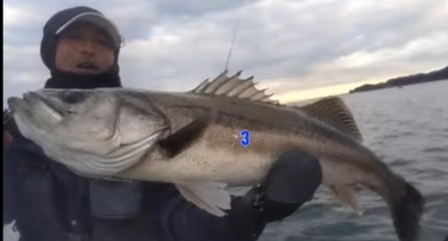 スズキの釣果