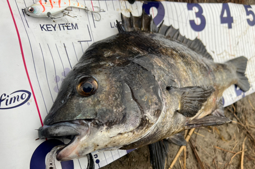 クロダイの釣果