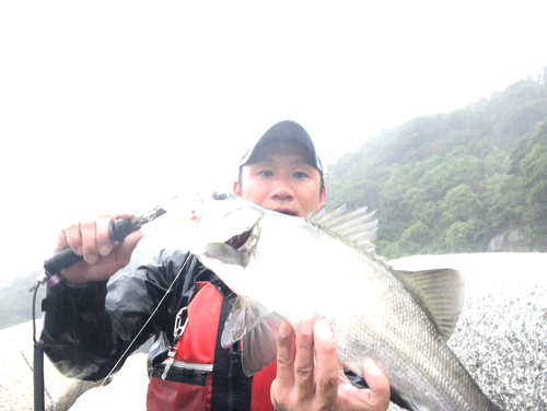 ヒラスズキの釣果