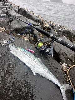 サゴシの釣果