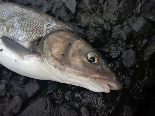 ニゴイの釣果