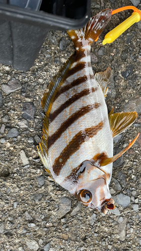 タカノハダイの釣果