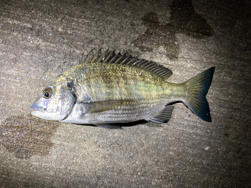 ミナミクロダイの釣果