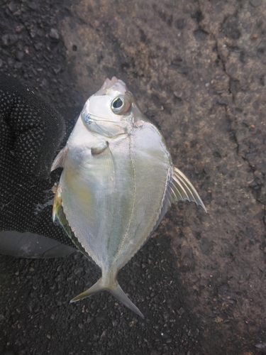 セイタカヒイラギの釣果