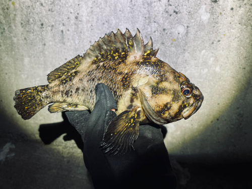 オウゴンムラソイの釣果