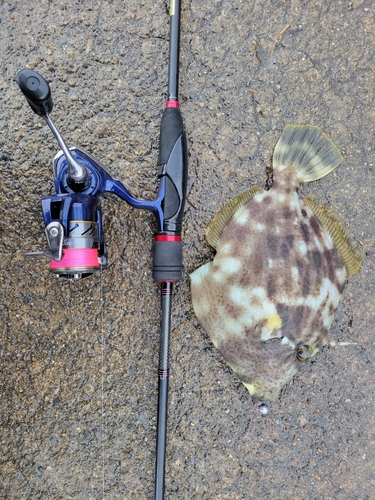 カワハギの釣果