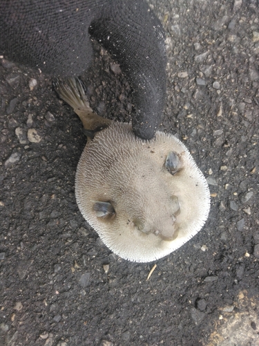 フグの釣果