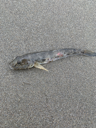 ハゼの釣果