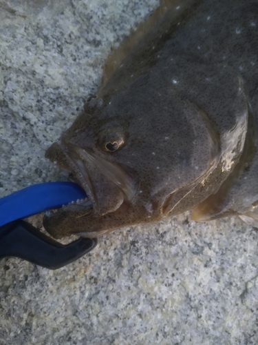 ヒラメの釣果