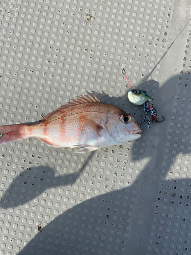 マダイの釣果