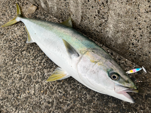 ブリの釣果