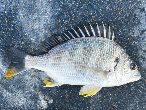 キビレの釣果