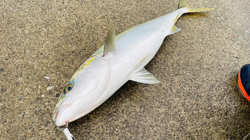 ブリの釣果