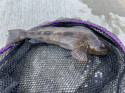 アイナメの釣果