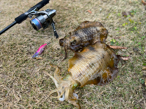 アオリイカの釣果