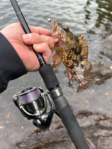 アラカブの釣果