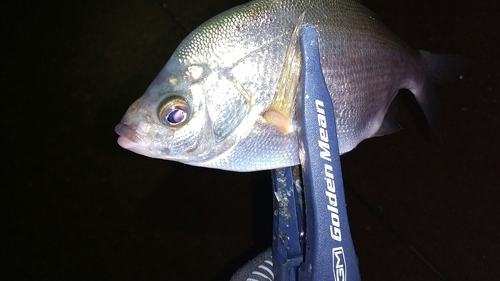 ウミタナゴの釣果