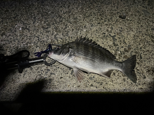 チヌの釣果