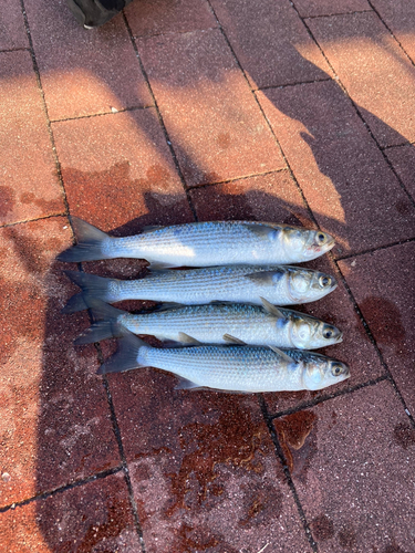 ボラの釣果