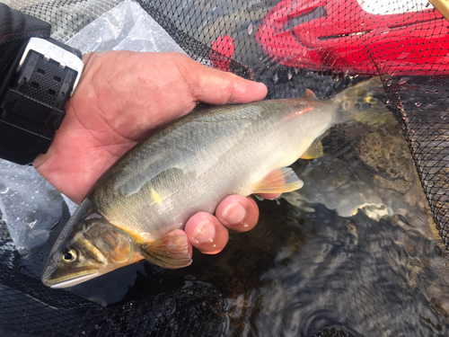 アユの釣果