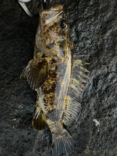 タケノコメバルの釣果