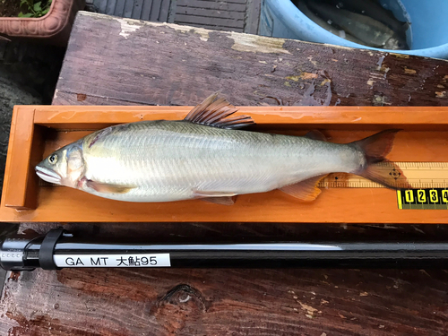 アユの釣果