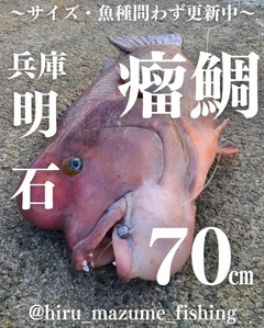 コブダイの釣果