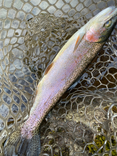 ニジマスの釣果