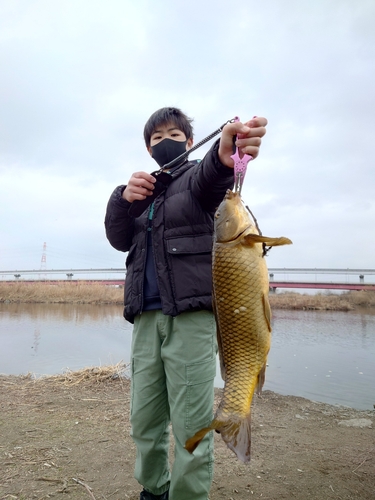 コイの釣果