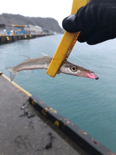 カマスの釣果