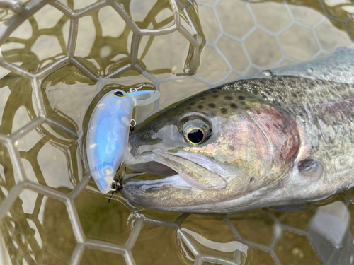 ニジマスの釣果