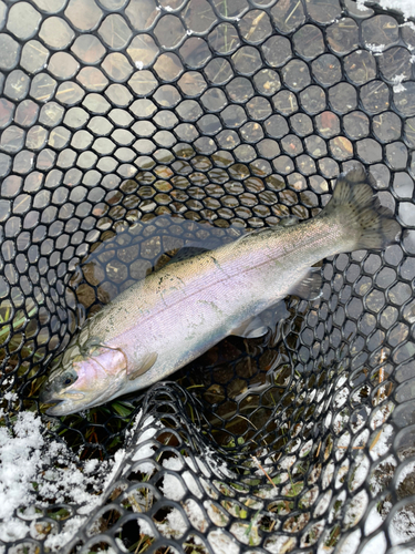 ニジマスの釣果