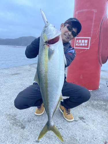 ハマチの釣果