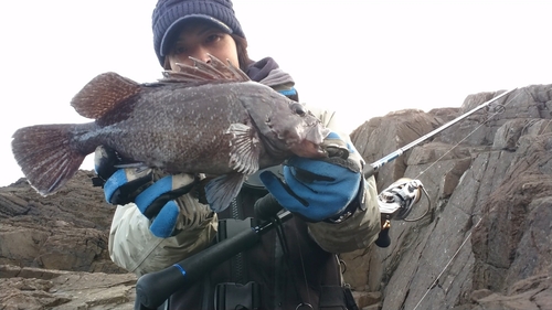 ムラソイの釣果