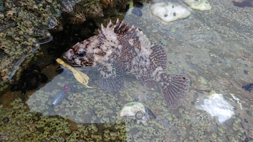 オウゴンムラソイの釣果