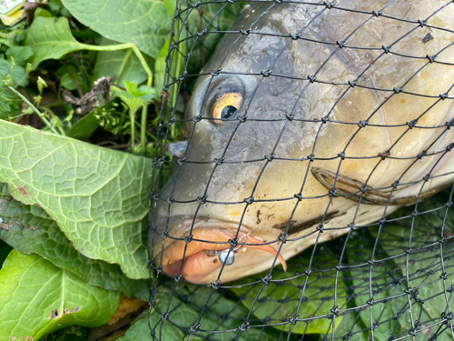 コイの釣果