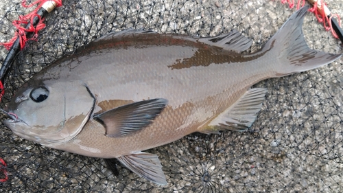 オナガグレの釣果