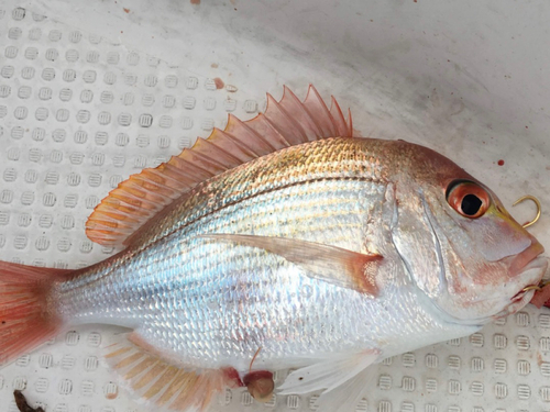 レンコダイの釣果