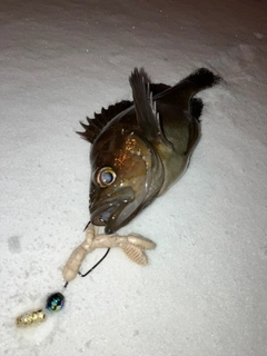 エゾメバルの釣果