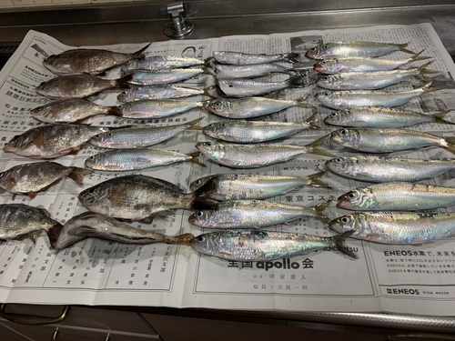 カタボシイワシの釣果